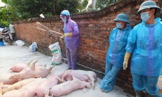 Xử lý dứt điểm tình trạng vứt xác lợn ra môi trường