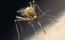 Tại sao một số người được muỗi &quot;đặc biệt ưa th&#237;ch&quot;?
