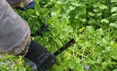 Người dân đội mưa rét xuống ruộng đầu năm hái 'rau sợ bẩn', thu tiền triệu mỗi ngày