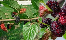 7 c&#225;ch d&#249;ng quả d&#226;u chữa bệnh
