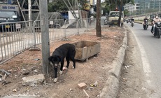 Nhan nhản ch&#243; thả r&#244;ng, kh&#244;ng rọ m&#245;m ở H&#224; Nội