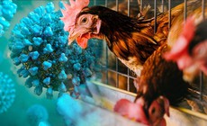 Chuyên gia cảnh báo cúm gia cầm A/H9N2 có thể gây đại dịch ở người