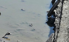 Hải Ph&#242;ng: Ph&#225;t hiện bộ xương người dưới lớp b&#249;n ao c&#225;