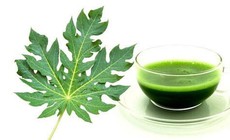 Ăn l&#225; đu đủ c&#243; t&#225;c dụng g&#236;?