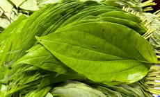 C&#225;ch d&#249;ng l&#225; trầu kh&#244;ng giảm axit uric