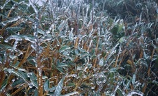 V&#249;ng n&#250;i ph&#237;a Bắc xuất hiện băng gi&#225;