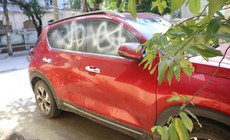 &#212; t&#244; đậu trong ng&#245; ở Nghệ An bị xịt sơn trắng, c&#244;ng an v&#224;o cuộc