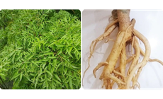 L&#225; v&#224; rễ đinh lăng c&#243; t&#225;c dụng g&#236;?