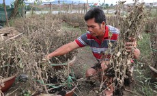 H&#224;ng ngh&#236;n chậu hoa ở ‘vựa c&#250;c Tết’ Kh&#225;nh Ho&#224; bị nước lũ v&#249;i dập