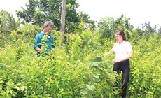 Đa dạng h&#243;a sinh kế, nghề trồng v&#224; chế biến dược liệu gi&#250;p b&#224; con tho&#225;t ngh&#232;o