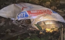 Rắn hổ mang ch&#250;a nặng 7 kg bất ngờ xuất hiện trong vườn nh&#224; 