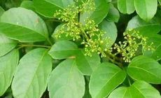 C&#226;y ch&#232; d&#226;y chữa bệnh g&#236;?