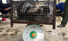 Li&#234;n tiếp ph&#225;t hiện động vật qu&#253; hiếm b&#242; v&#224;o vườn nh&#224; d&#226;n