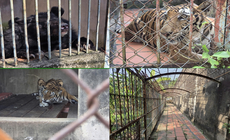 Phát hiện cơ sở nuôi nhốt nhiều động vật hoang dã nguy cấp ở TPHCM