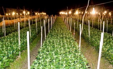 Làng hoa lớn nhất Nghệ An chong đèn xuyên đêm bước vào vụ hoa Tết