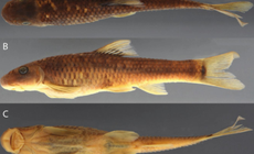 Cá và ong Việt Nam nằm trong số 70 loài sinh vật mới của năm 2025