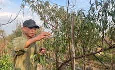 Vườn đào Nhật Tân, mùa 'canh Tết'