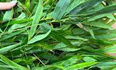 5 thảo dược k&#237;ch th&#237;ch cơ thể tăng sản sinh collagen