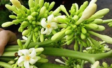 C&#225;ch tăng t&#225;c dụng của hoa đu đủ đực trị bệnh