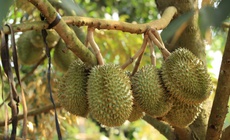 Sầu ri&#234;ng chữa bệnh g&#236;?