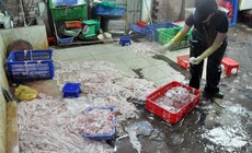 L&#242;ng se điếu: Đặc sản tiền triệu hay nguy cơ từ h&#243;a chất?
