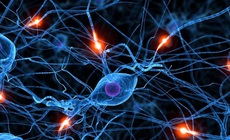 U sợi thần kinh do đ&#226;u?