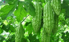 5 loại đồ uống tự l&#224;m gi&#250;p kiểm so&#225;t đường huyết cao