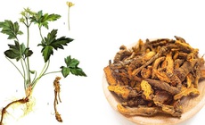 4 b&#224;i thuốc l&#224;m giảm căng thẳng v&#224; lo &#226;u