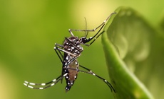 C&#225;ch n&#224;o để bảo vệ bản th&#226;n khỏi Chikungunya?