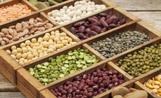 L&#253; do người bệnh gout cần hạn chế c&#225;c loại đậu gi&#224;u purin