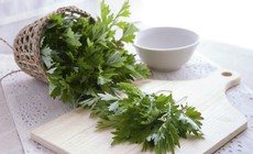 Ngải cứu – B&#237; quyết an thai hiệu quả m&#224; kh&#244;ng phải ai cũng biết