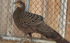 Người dân tự nguyện giao nộp loài gà nguy cấp, quý hiếm
