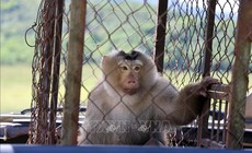 Thả hàng trăm động vật hoang dã về môi trường tự nhiên