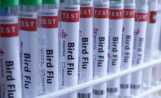 Australia cảnh báo chủng cúm mới lây lan mạnh