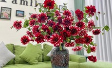 Có nên 'ngâm cành thược dược vào nước sôi để hoa tươi lâu'?