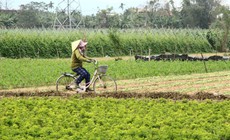Những luống rau hồi sinh giữa vùng 'rốn lũ'