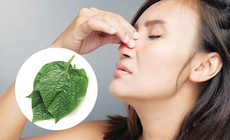 Cách dùng lá lốt giảm triệu chứng viêm xoang hiệu quả