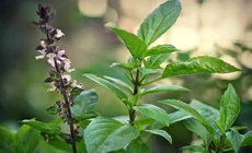 7 lý do nên uống nước lá húng quế vào buổi sáng