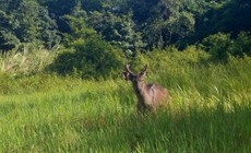 ‘Mắt thần’ góp phần bảo vệ động vật quý hiếm ở Quảng Ngãi