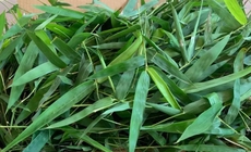 Thực hư về công dụng 'giải độc vaccine' của lá tre gai