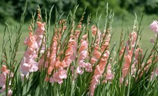 Những phương pháp đơn giản để hoa lay ơn tươi lâu ngày Tết