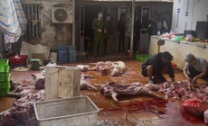 Khởi tố nhóm thu mua lợn chết, nhiễm dịch tả châu Phi bán ra thị trường