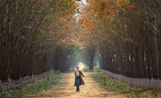 Đẹp hút hồn rừng cao su mùa thay lá ở Tây Nguyên