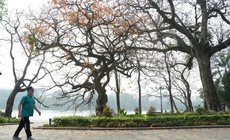 Miền Bắc ấm dần từ nay đến cuối tháng 1