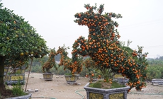 Ngắm 'đàn ngựa' quýt giá chục triệu đồng đón Tết Bính Ngọ