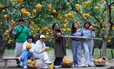 Người Thủ đô rộn ràng vừa mua vừa check-in bưởi Diễn trước thềm Tết Bính Ngọ
