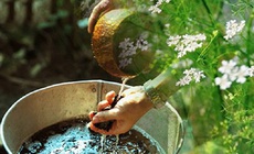 Tắm nước mùi già có tác dụng gì?