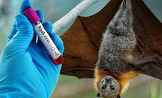 Virus Nipah gây bệnh gì, nguy hiểm như thế nào?