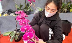 'Nâng mặt' hoa lan giúp bỏ túi chục triệu đồng dịp cận Tết: Nghề tay trái nhưng không phải 'dễ ăn'