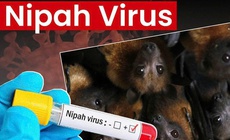 Tăng cường biện pháp y tế trước nguy cơ virus Nipah lây lan